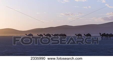 Stock Image - Camels walking in a row across a desert landscape at sunrise. Fotosearch