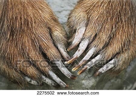 Stock Image - CAPTIVE: Close up of Brown bear paws and claws, Alaska Wildlife and Conservation Center, Southcentral Alaska. Fotosearch