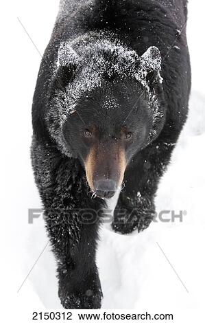 Captive: High Angle View Of A Large Black Bear Walking In Snow And Glances Upward, Alaska Wildlife Conservation Center, Southcentral Alaska, Winter View Large Photo Image Stock Image - Captive: High Angle View Of A Large Black Bear Walking In Snow And Glances Upward, Alaska Wildlife Conservation Center, Southcentral Alaska, Winter. Fotosearch