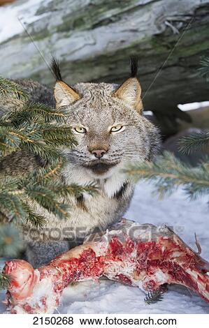 Stock Photo - Captive: Lynx Eating An Animal Carcass, Alaska Wildlife Conservation Center, Southcentral Alaska, Winter. Fotosearch