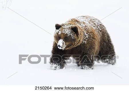 Captive: Small Female Grizzly, Alaska Wildlife Conservation Center, Southcentral Alaska, Winter View Large Photo Image Picture - Captive: Small Female Grizzly, Alaska Wildlife Conservation Center, Southcentral Alaska, Winter. Fotosearch