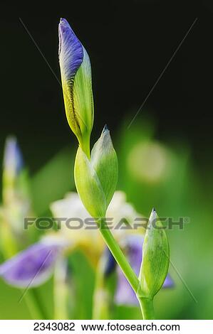 Close up of a blossoming iris; Ohio, United States of America View Large Photo Image Stock Image - Close up of a blossoming iris; Ohio, United States of America. Fotosearch