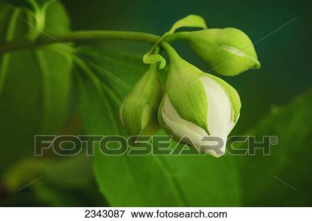 Stock Photo - Close up of a blossoming mock orange plant; Ohio, United States of America. Fotosearch