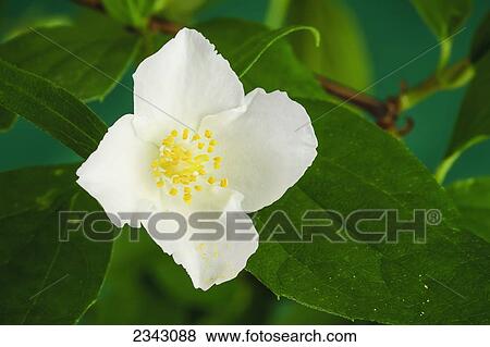 Stock Photo - Close up of a blossoming mock orange plant; Ohio, United States of America. Fotosearch