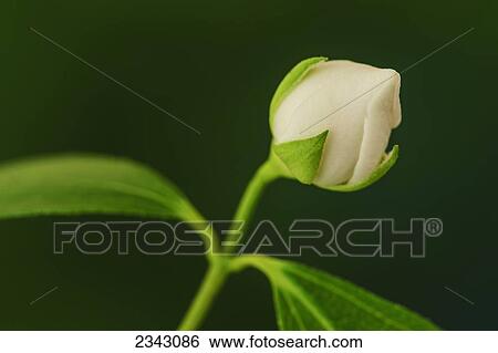 Stock Photograph - Close up of a blossoming mock orange plant; Ohio, United States of America. Fotosearch