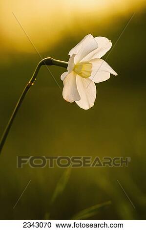 Stock Image - Close up of a blossoming white flower at sunset; Ohio, United States of America. Fotosearch