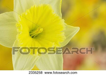 Stock Photo - Close up of a blossoming yellow daffodil; Ohio, United States of America. Fotosearch