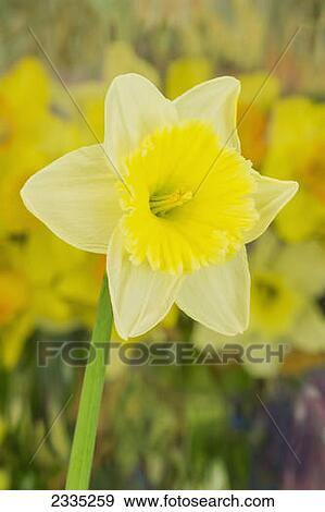 Stock Photo - Close up of a blossoming yellow daffodil; Ohio, United States of America. Fotosearch