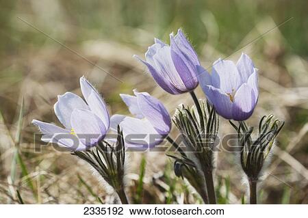 Close up of a bunch of crocuses backlit; Longview, Alberta, Canada View Large Photo Image Stock Image - Close up of a bunch of crocuses backlit; Longview, Alberta, Canada. Fotosearch