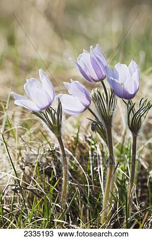 Stock Image - Close up of a bunch of crocuses backlit; Longview, Alberta, Canada. Fotosearch