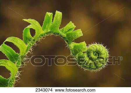 Picture - Close up of a fern opening a new leaf in springtime; Ohio, United States of America. Fotosearch