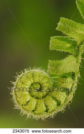 Close up of a fern opening a new leaf in springtime; Ohio, United States of America View Large Photo Image Stock Photography - Close up of a fern opening a new leaf in springtime; Ohio, United States of America. Fotosearch
