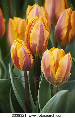 Close up of a group of multi coloured orange tulips; Toronto, Ontario, Canada View Large Photo Image Stock Image - Close up of a group of multi coloured orange tulips; Toronto, Ontario, Canada. Fotosearch