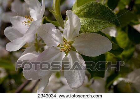 Picture - Close up of an apple blossom; Waterloo, Quebec, Canada. Fotosearch
