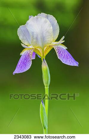 Stock Image - Close up of an iris; Ohio, United States of America. Fotosearch