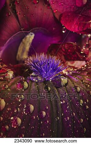 Close up of an Iris stigma with water droplets; Ohio, United States of America View Large Photo Image Stock Image - Close up of an Iris stigma with water droplets; Ohio, United States of America. Fotosearch