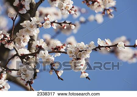 Close up of blossoms on a flowering fruit tree with blue sky; Vineland, Ontario, Canada View Large Photo Image Stock Photo - Close up of blossoms on a flowering fruit tree with blue sky; Vineland, Ontario, Canada. Fotosearch