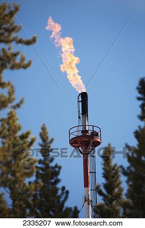 Stock Photo - Close up of gas plant flare framed by evergreen trees with gas flaring, blue sky and black smoke; Bragg Creek, Alberta, Canada. Fotosearch
