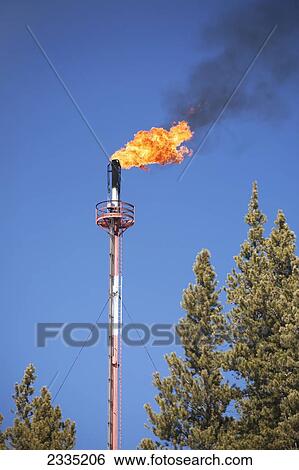 Stock Photograph - Close up of gas plant flare framed by evergreen trees with gas flaring, blue sky and black smoke; Bragg Creek, Alberta, Canada. Fotosearch