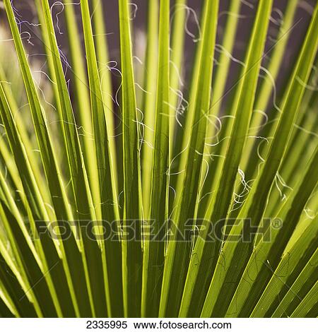 Stock Photography - Close up of green leaves of a plant. Fotosearch