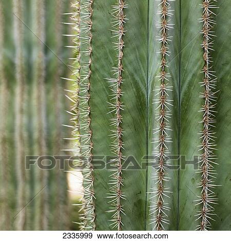 Stock Photo - Close up of needles on a cactus. Fotosearch