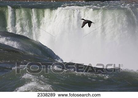 Stock Photo - Close up of Niagara Falls with a bird flying over; Niagara Falls, New York, United States of America. Fotosearch
