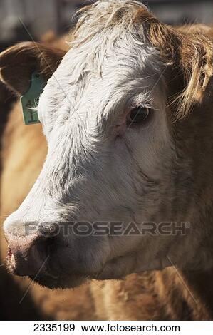 Stock Photo - Close up of the head of cattle; Alberta, Canada. Fotosearch