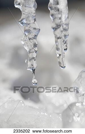 Close up of two icicles with water droplets; Calgary, Alberta, Canada View Large Photo Image Stock Image - Close up of two icicles with water droplets; Calgary, Alberta, Canada. Fotosearch