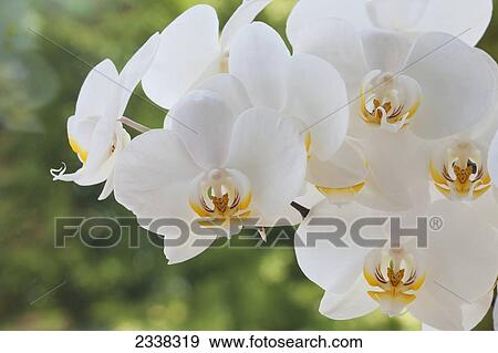 Stock Photo - Close up of white orchid; Burlington, Ontario, Canada. Fotosearch