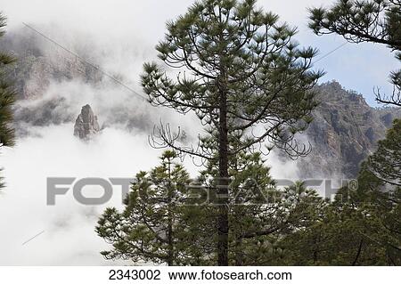 Cloud covering the mountain slopes and trees in the forest, Caldera de Taburiente National Park; Canary Islands, Spain View Large Photo Image Stock Image - Cloud covering the mountain slopes and trees in the forest, Caldera de Taburiente National Park; Canary Islands, Spain. Fotosearch