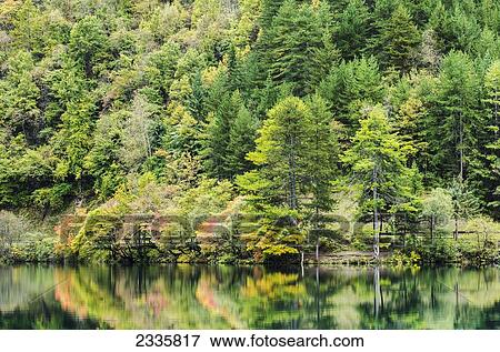 Coniferous and deciduous trees in autumn colours on a shoreline reflected in a tranquil lake View Large Photo Image Stock Photo - Coniferous and deciduous trees in autumn colours on a shoreline reflected in a tranquil lake. Fotosearch