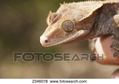 Stock Photo - Crested gecko (Rhacodactylus ciliatus); California, United States of America. Fotosearch