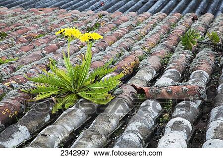 Dandelion on tiled roof; Portugal View Large Photo Image Stock Photo - Dandelion on tiled roof; Portugal. Fotosearch