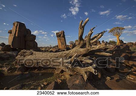 Stock Image - Dead and live quiver trees; Namibia. Fotosearch
