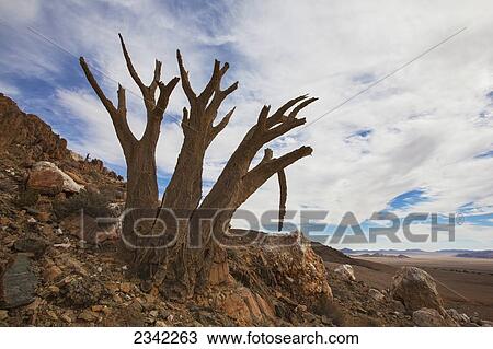 Stock Image - Dead quiver tree (Aloe dichotoma) in the desert; Klein-Aus Vista, Namibia. Fotosearch