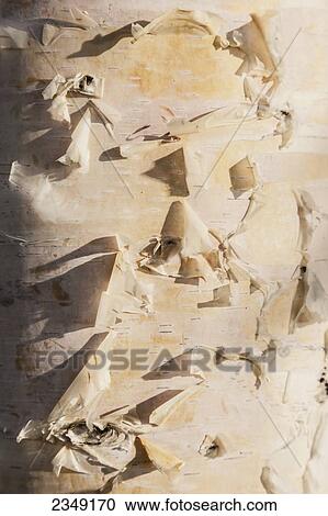 Detail of a birch tree trunk; Anchorage, Alaska, United States of America View Large Photo Image Stock Image - Detail of a birch tree trunk; Anchorage, Alaska, United States of America. Fotosearch