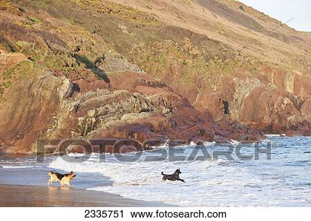 Stock Image - Dogs playing in the waves on a beach. Fotosearch