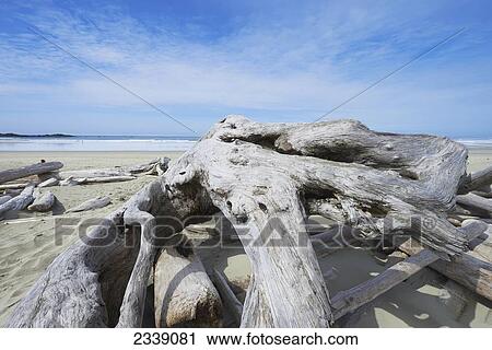 Driftwood on Wickininish Beach, Vancouver Island; British Columbia, Canada View Large Photo Image Stock Image - Driftwood on Wickininish Beach, Vancouver Island; British Columbia, Canada. Fotosearch