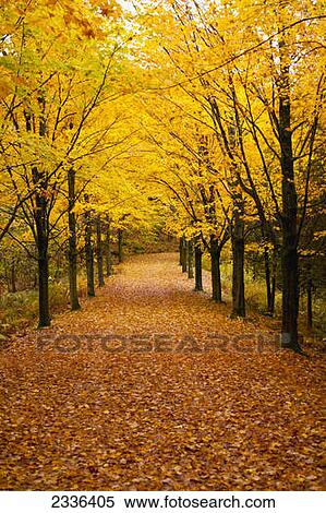 Driveway covered in leaves in autumn; Canton Shefford, Quebec, Canada View Large Photo Image Stock Photography - Driveway covered in leaves in autumn; Canton Shefford, Quebec, Canada. Fotosearch