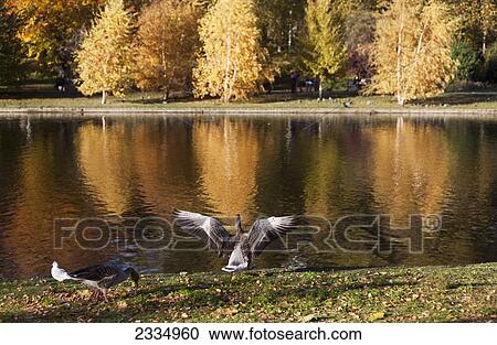 Stock Image - Ducks at the water's edge with a reflection of autumn coloured trees in the lake in St. James's Park; London, England. Fotosearch