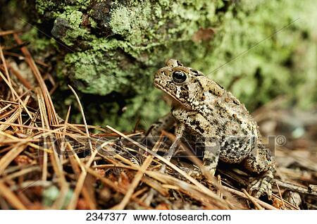 Stock Photo - Eastern American Toad (Bufo americanus americanus), Gatineau Park; Quebec, Canada. Fotosearch