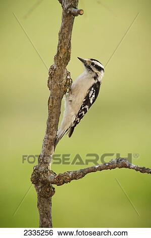 Female Downy Woodpecker on a tree branch; Ohio, United States of America View Large Photo Image Stock Photograph - Female Downy Woodpecker on a tree branch; Ohio, United States of America. Fotosearch