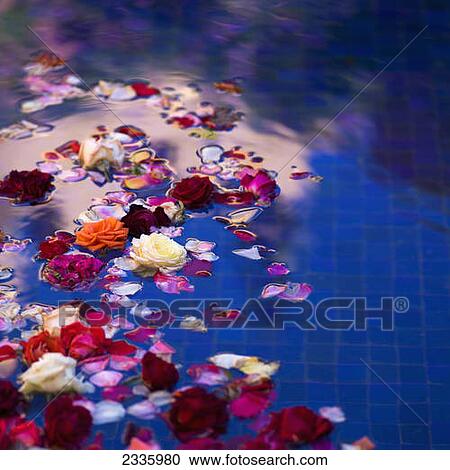 Stock Image - Floating roses and petals in a pool with blue tile. Fotosearch