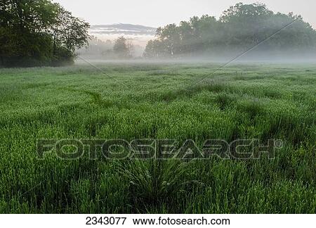 Fog rolling over a farm field at dawn; Ohio, United States of America View Large Photo Image Stock Photo - Fog rolling over a farm field at dawn; Ohio, United States of America. Fotosearch