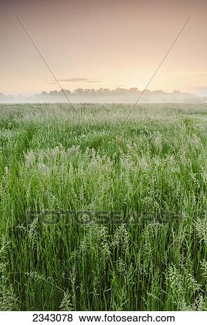 Fog rolling over farm field at dawn; Ohio, United States of America View Large Photo Image Stock Photo - Fog rolling over farm field at dawn; Ohio, United States of America. Fotosearch