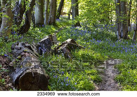 Stock Photo - Footpath and an abundance of bluebells in the woods; Kent, England. Fotosearch