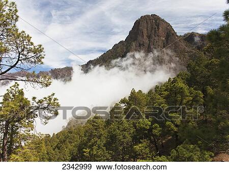 Forested slopes and low lying cloud, Caldera de Taburiente National Park; Canary Islands, Spain View Large Photo Image Stock Photo - Forested slopes and low lying cloud, Caldera de Taburiente National Park; Canary Islands, Spain. Fotosearch