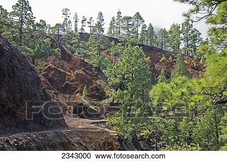 Stock Image - Forested slopes suffering water erosion, Caldera de Taburiente National Park; Canary Islands, Spain. Fotosearch