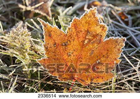 Picture - Frost on autumn leaves on the grass, near Belfast; Maine, United States of America . Fotosearch