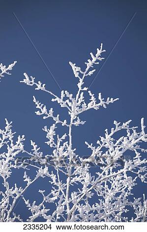 Frosted tree branches against a blue sky; Calgary, Alberta, Canada View Large Photo Image Picture - Frosted tree branches against a blue sky; Calgary, Alberta, Canada. Fotosearch
